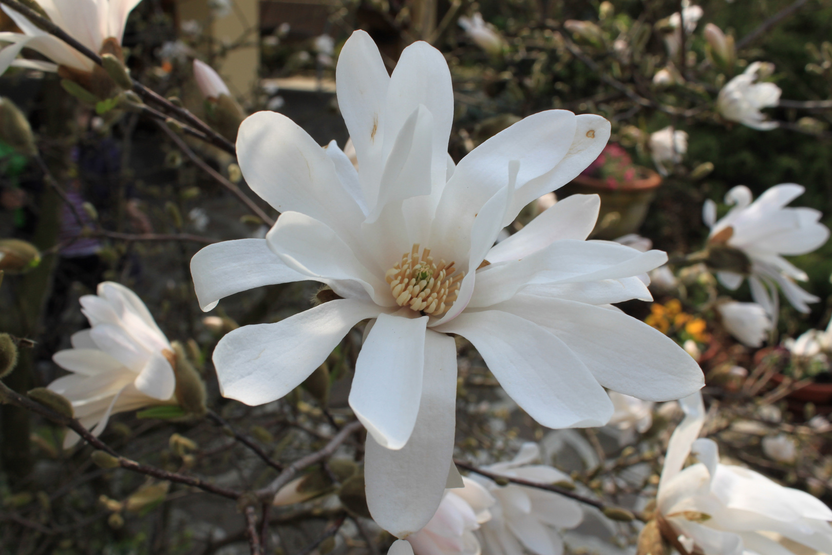 magnolia