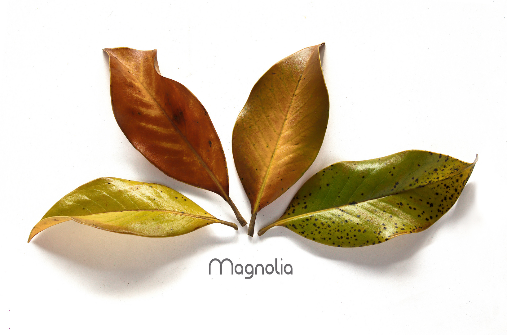 MAGNOLIA 677