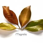 MAGNOLIA 677