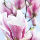 Magnolia