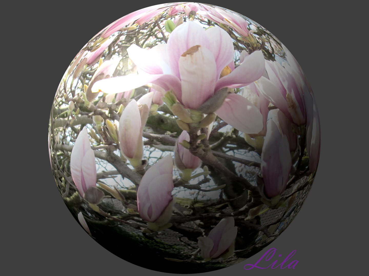 Magnolia