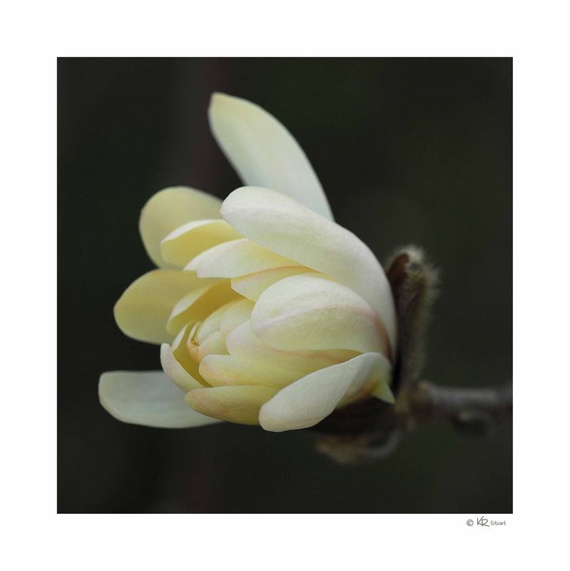 Magnolia