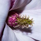 Magnolia