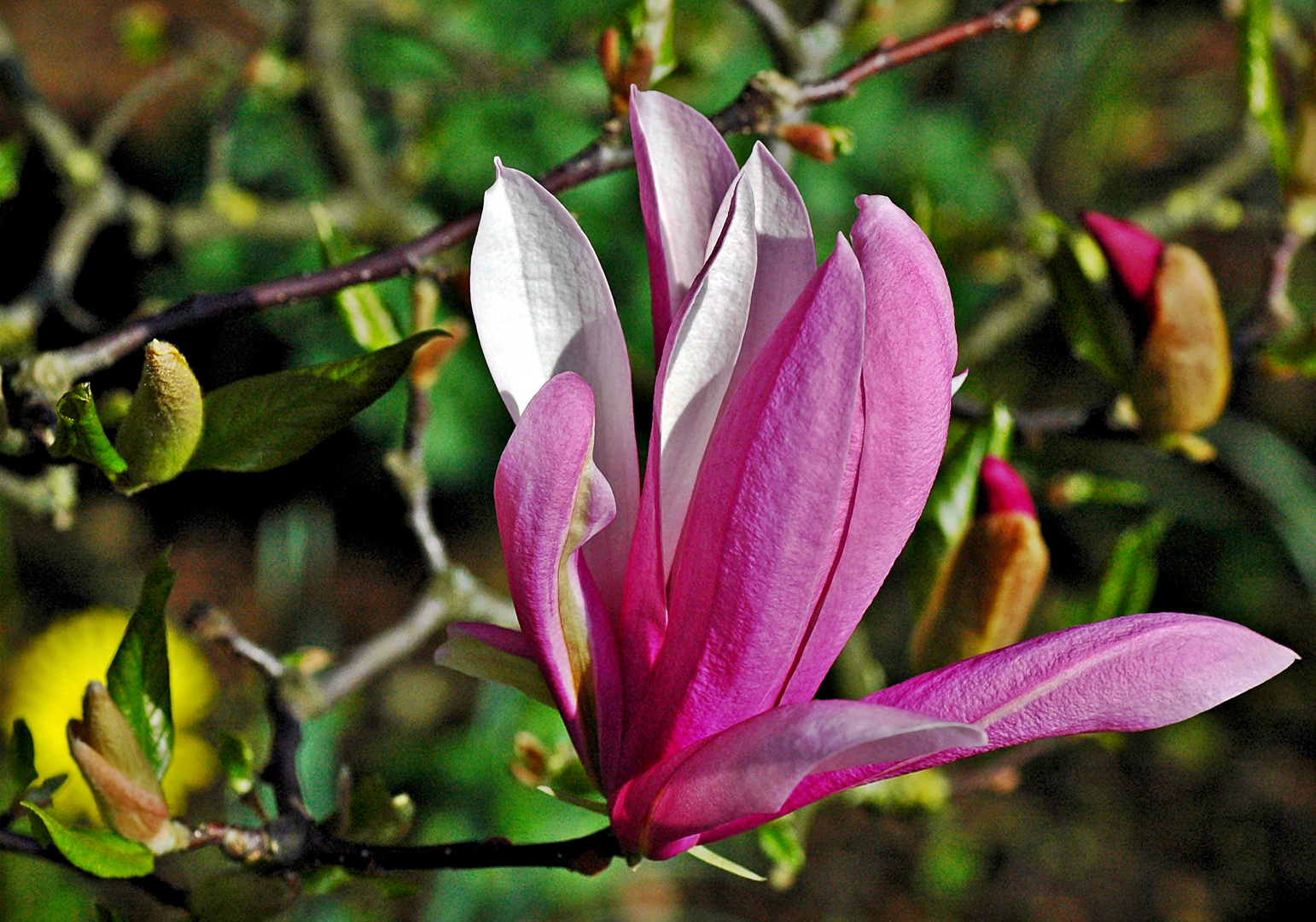 ~ Magnolia ~