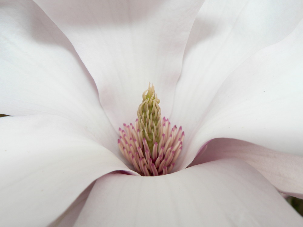 Magnolia