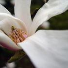 magnolia