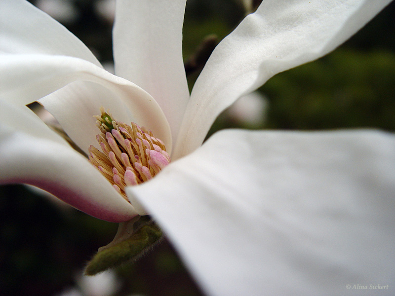 magnolia von Alina Sickert