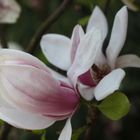 Magnolia