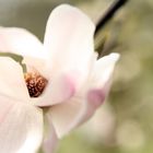 Magnolia