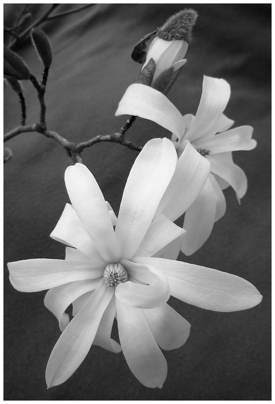 magnolia