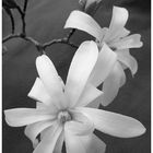 magnolia