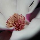 magnolia