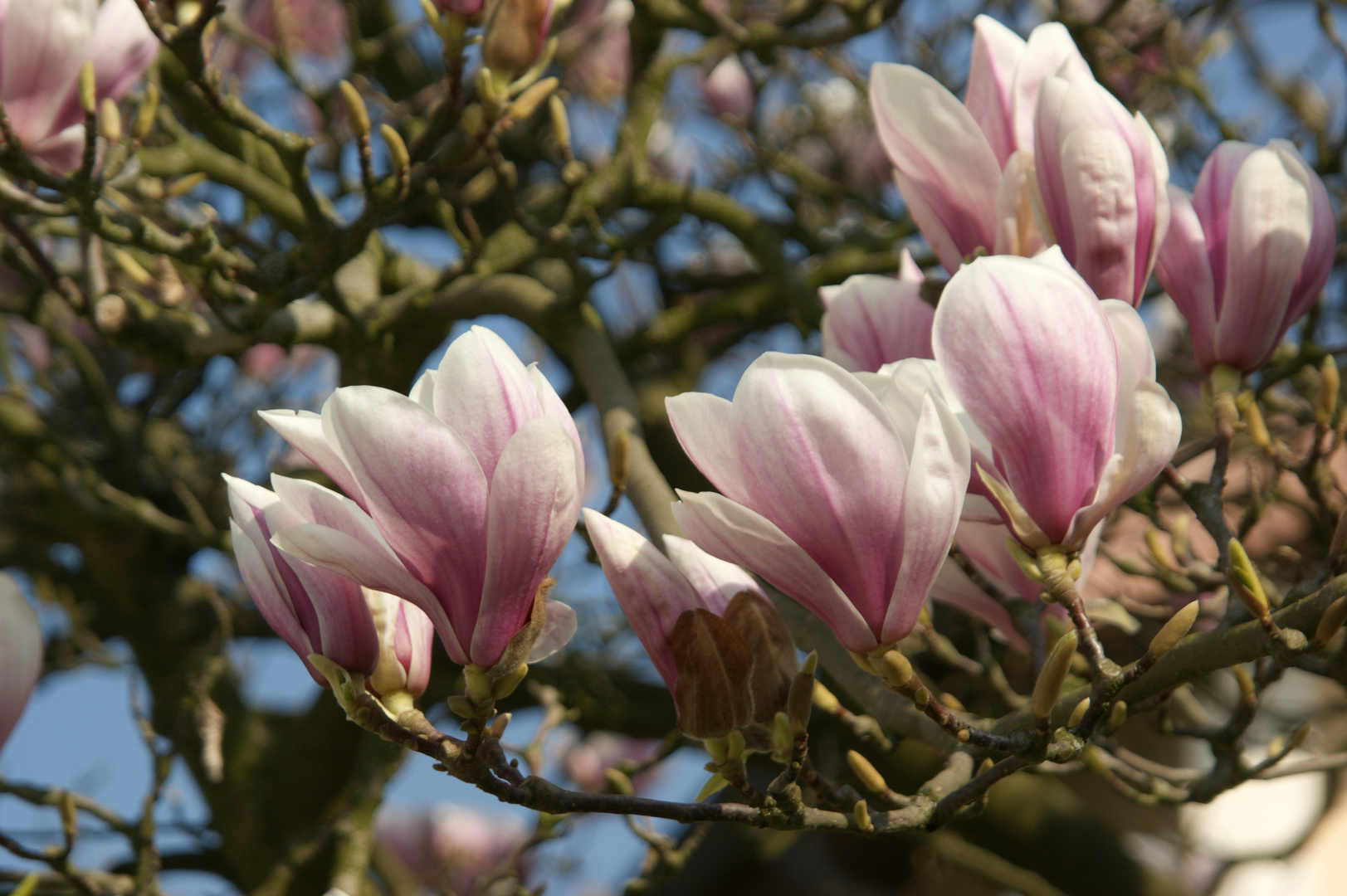 Magnolia