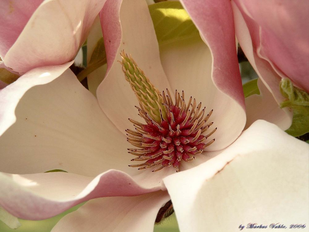 Magnolia