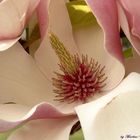 Magnolia