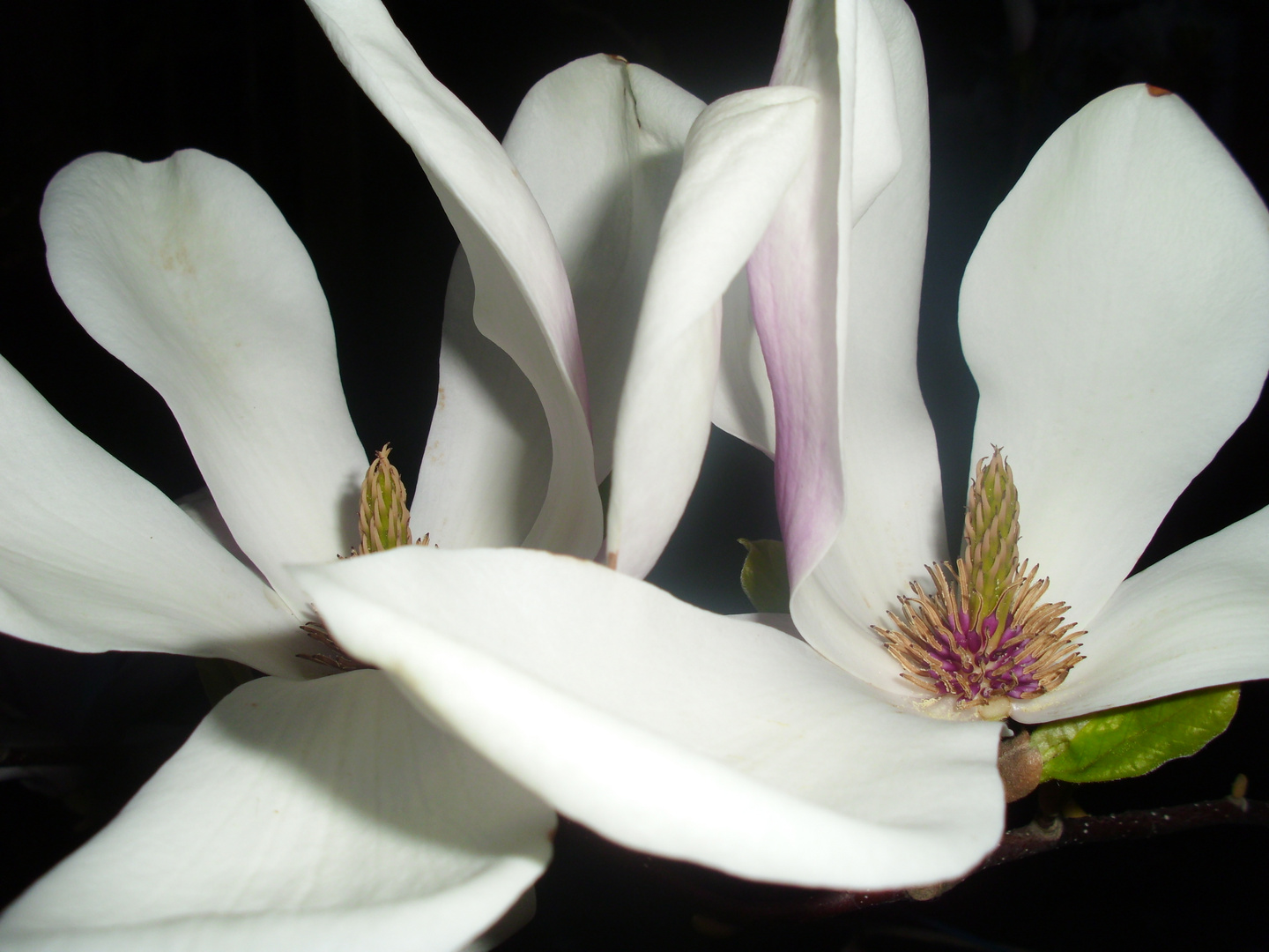 Magnolia