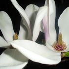 Magnolia