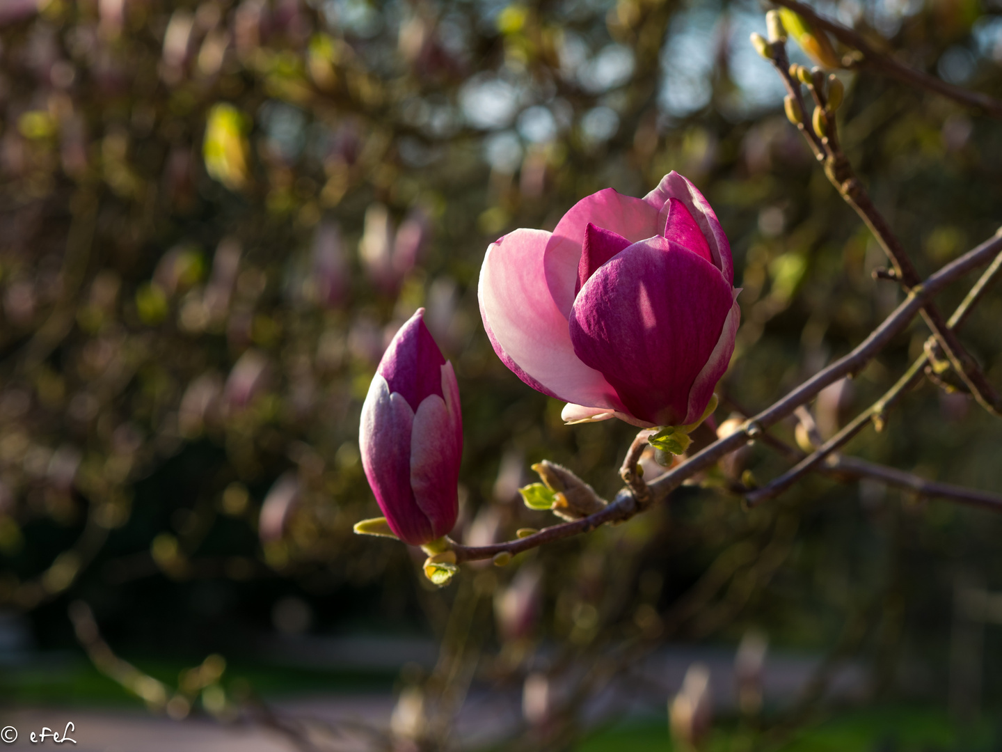 magnolia