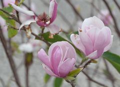 Magnolia 