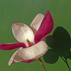 Magnolia