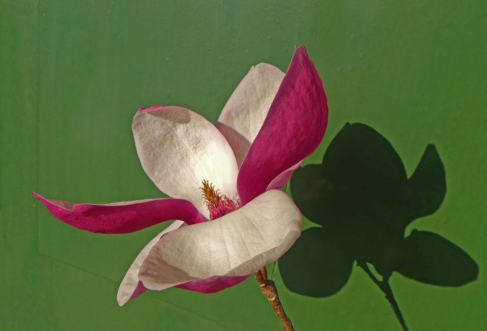 Magnolia