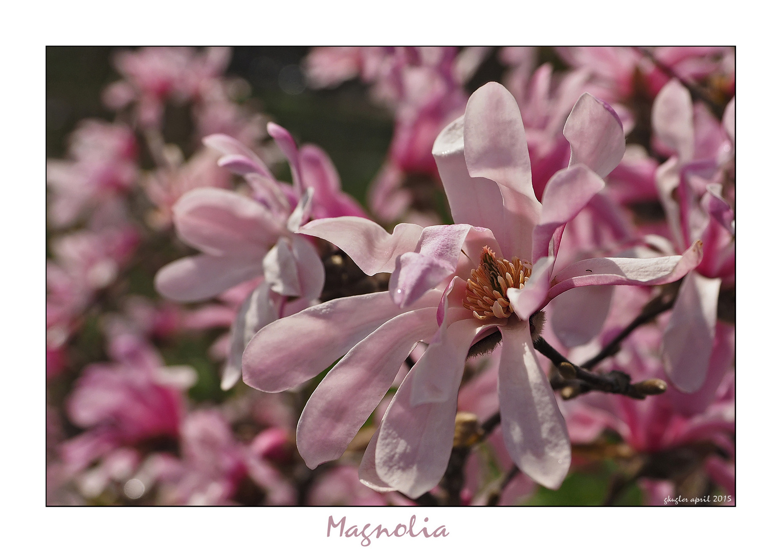 Magnolia