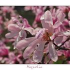 Magnolia