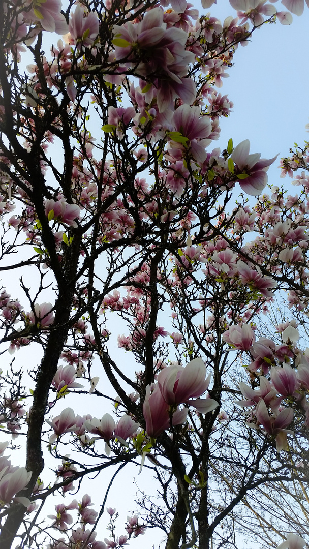 Magnolia