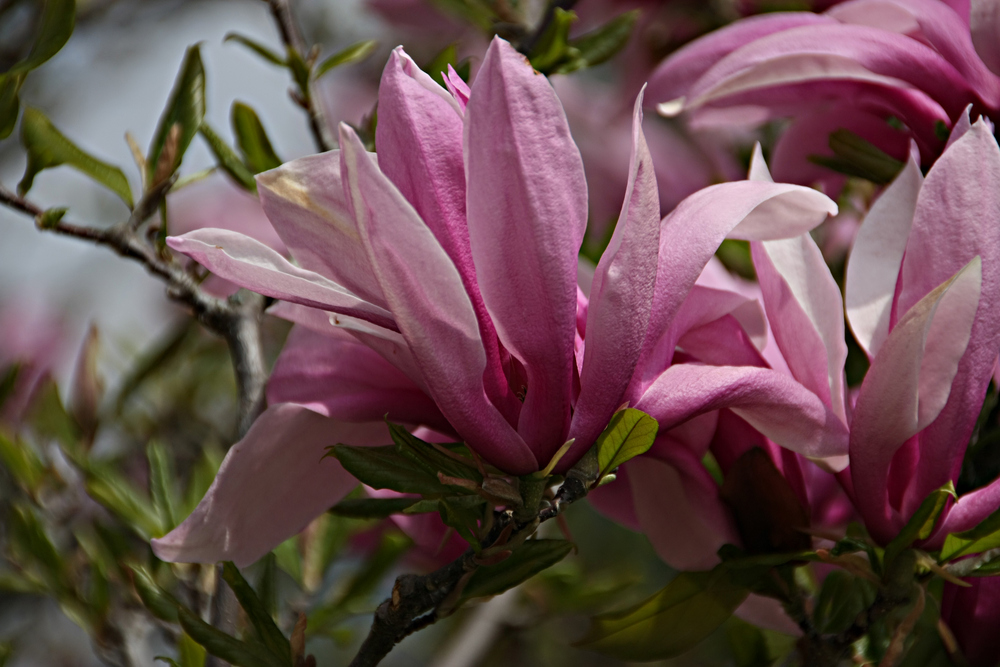 Magnolia