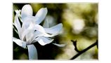 magnolia by Barbara Fellnerj