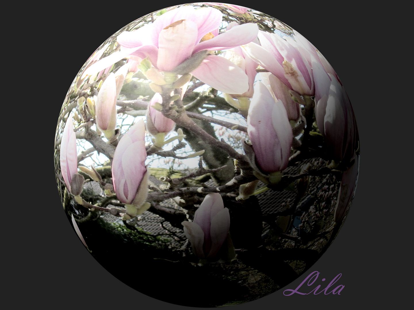 Magnolia .................