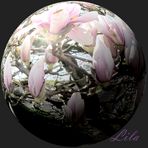 Magnolia .................