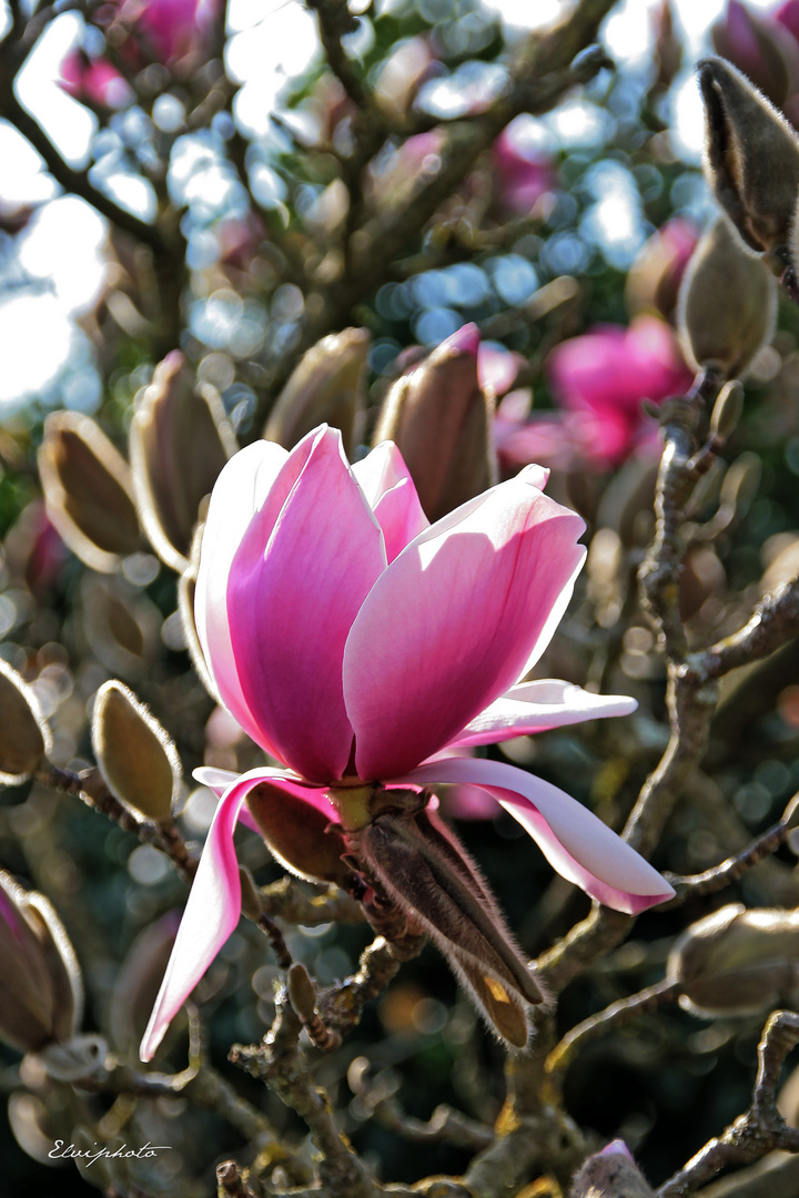 Magnolia 