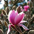 Magnolia 