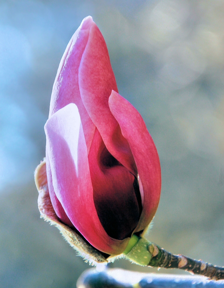 MAGNOLIA