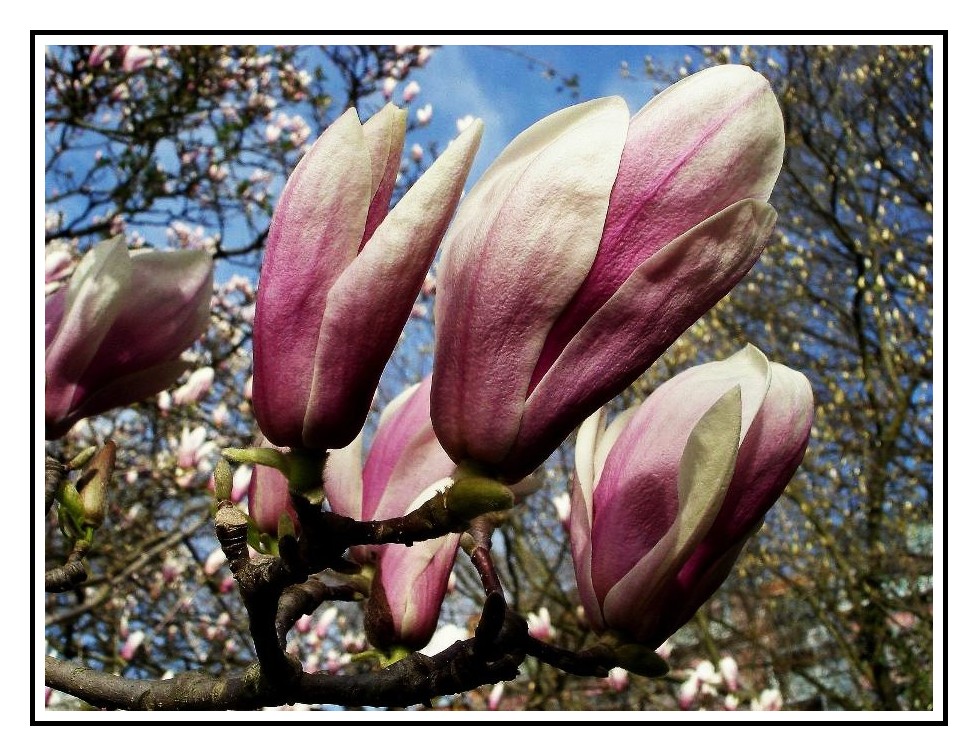 MAGNOLIA