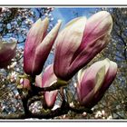 MAGNOLIA