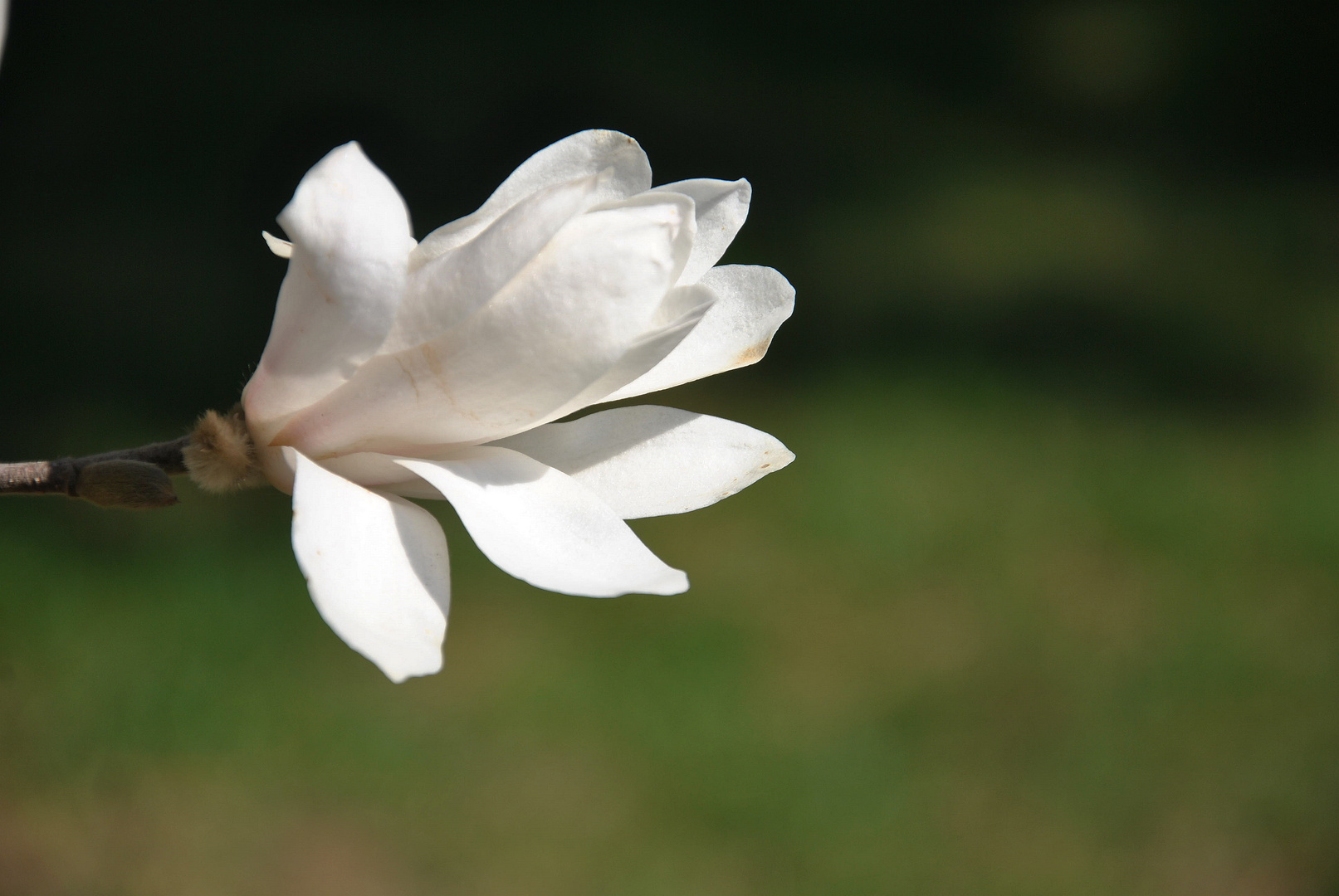 Magnolia