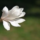 Magnolia