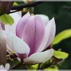 Magnolia