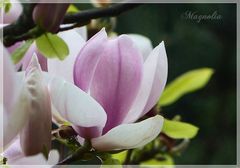 Magnolia