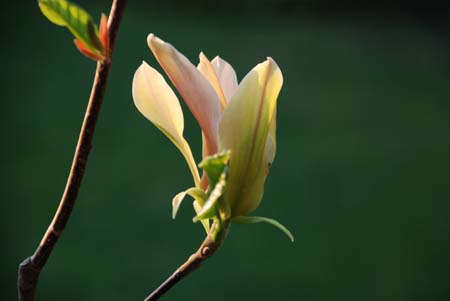 magnolia acuminata