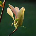 magnolia acuminata