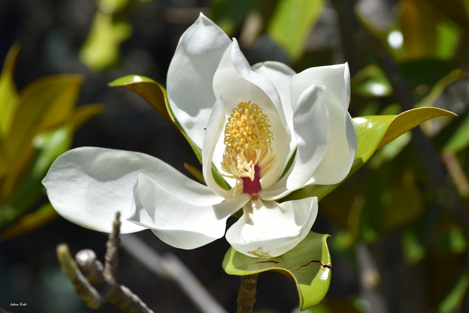 Magnolia