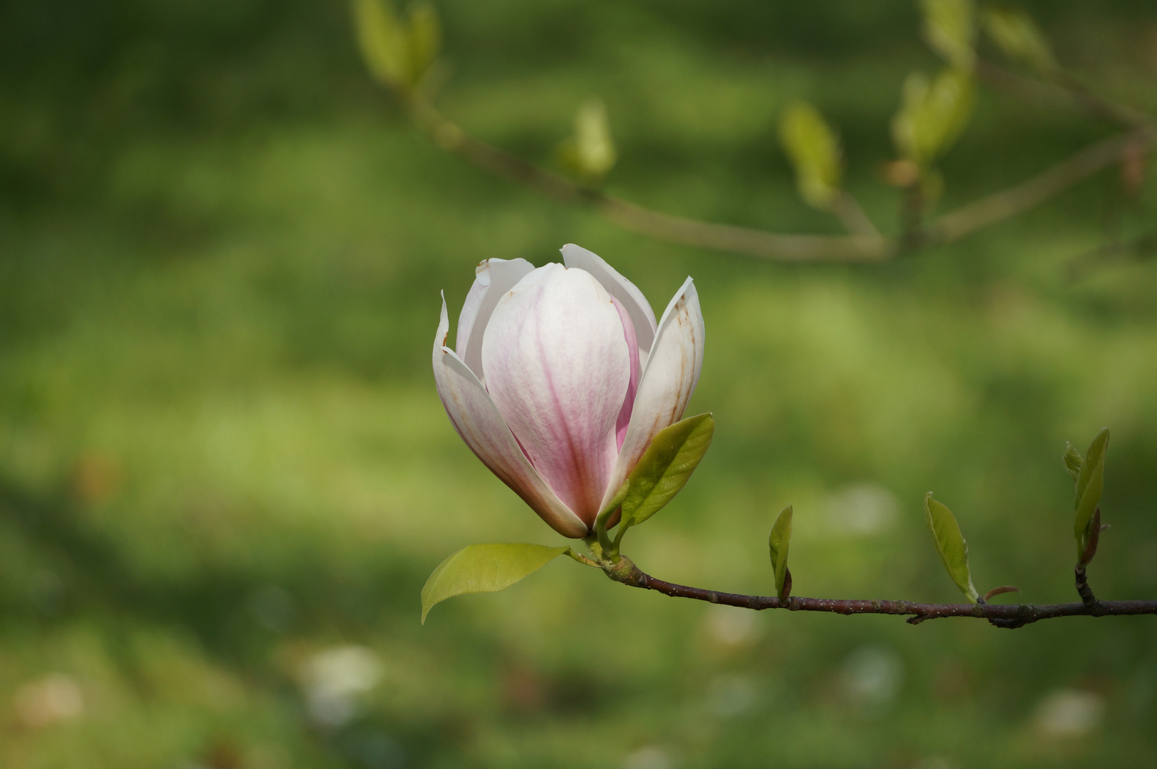 Magnolia