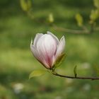 Magnolia