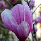 Magnolia