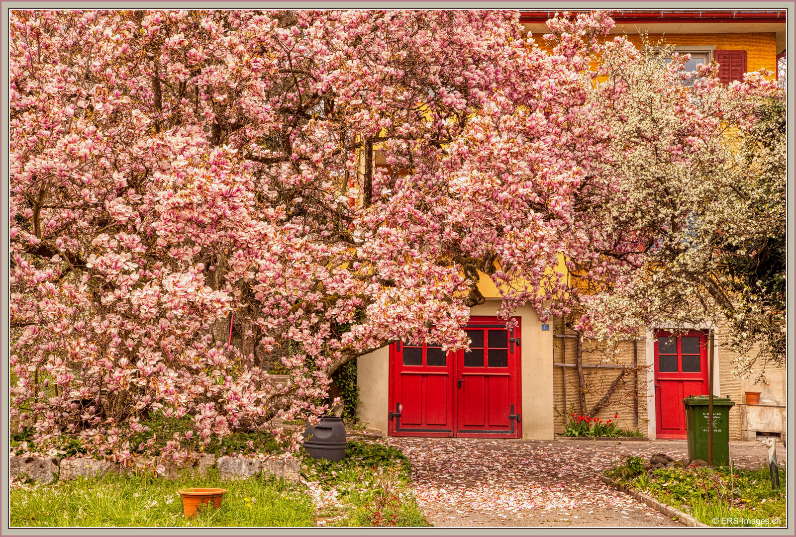 Magnolia Affoltern am Albis 2019-04-10 014 © HDR