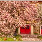 Magnolia Affoltern am Albis 2019-04-10 014 © HDR