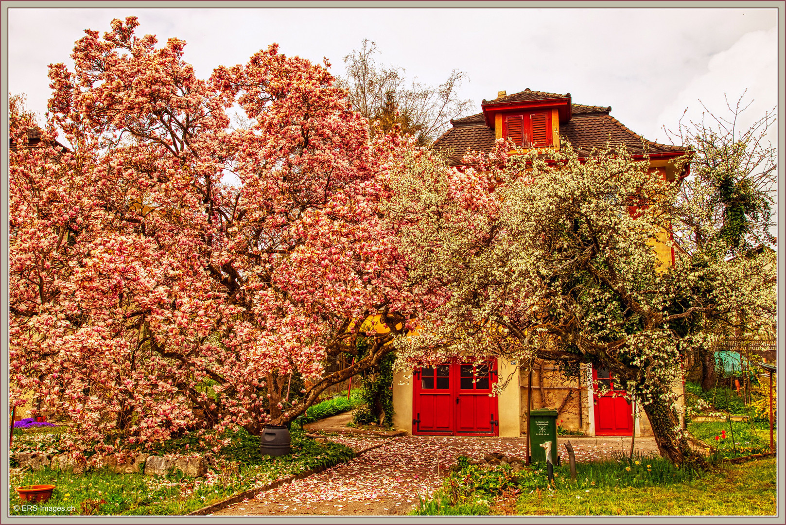 Magnolia Affoltern am Albis 2019-04-10 023 © HDR